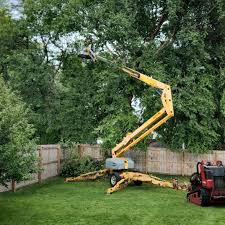 How Our Tree Care Process Works  in  Bedford Hills, NY