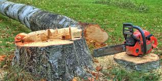 Best Tree Trimming and Pruning  in Bedford Hills, NY
