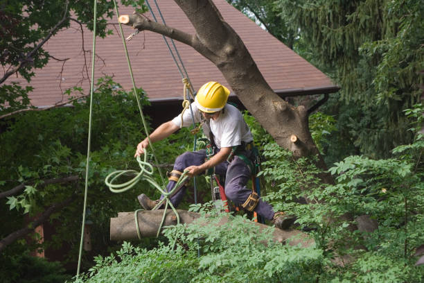 Best Palm Tree Trimming  in Bedford Hills, NY
