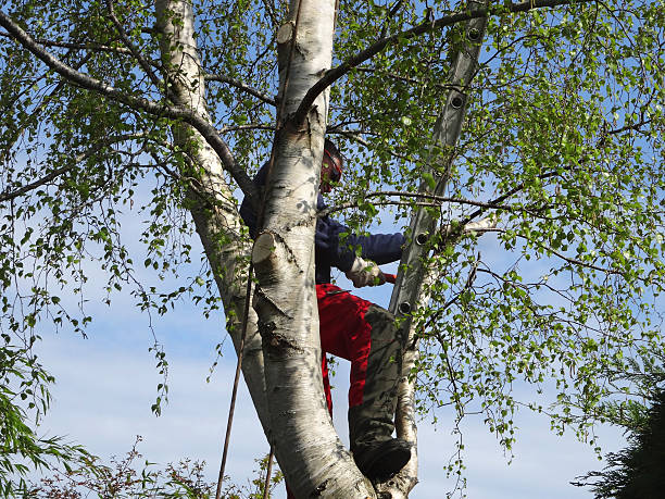 Bedford Hills, NY Tree Care Company